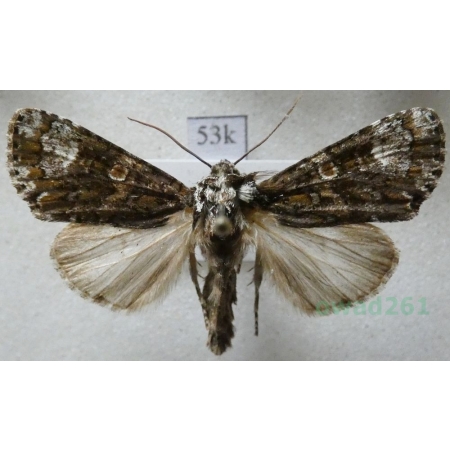 Craniophora ligustri (Denis & Schiffermüller, 1775) Belgium53k